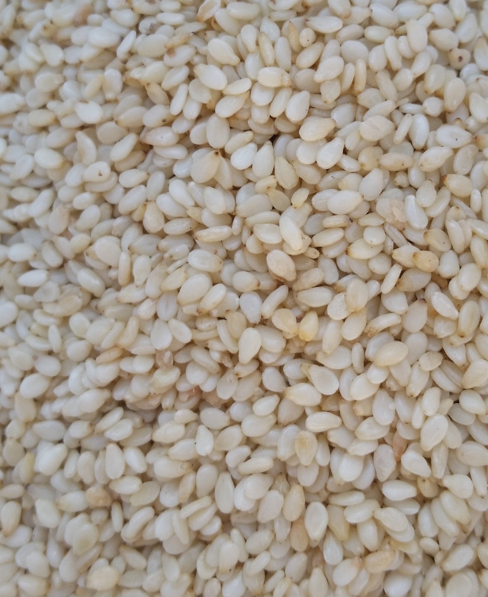 Organic Sesame Seeds 500gm - SeedOLeaf