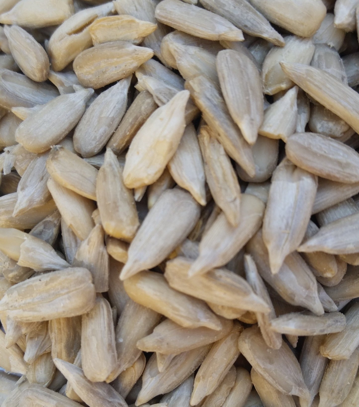 Organic Sunflower Seeds (Peeled) 500gm - SeedOLeaf