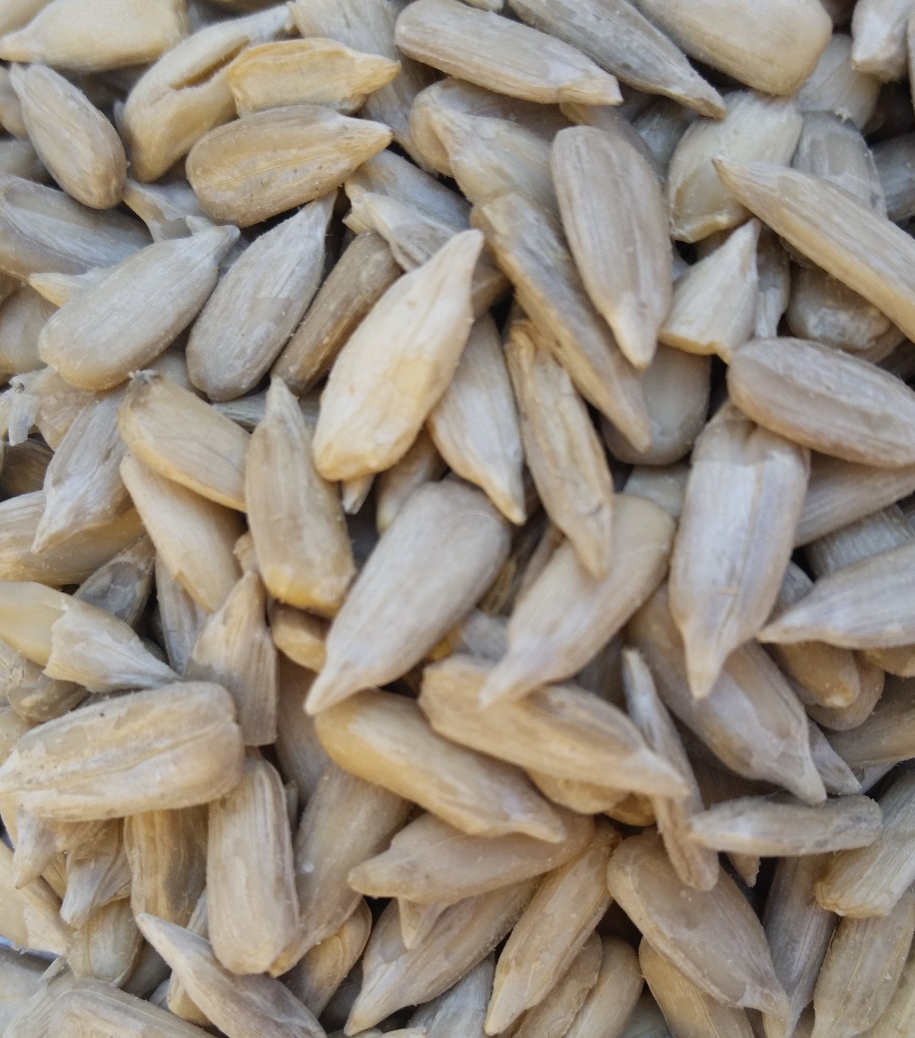 Organic Sunflower Seeds (Peeled) 500gm - SeedOLeaf